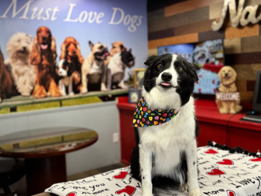 Border Collie, Old Hickory, TN