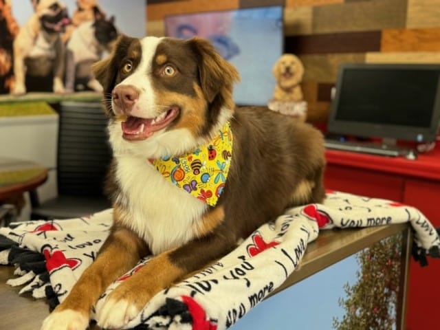 Old Hickory dog groomer