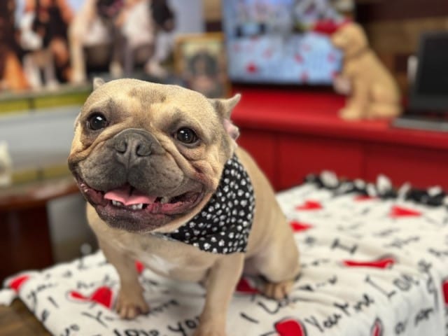 Old Hickory dog groomer