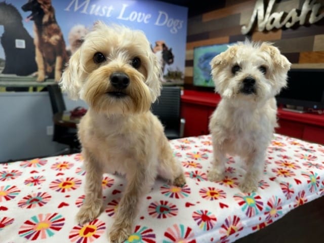 Old Hickory dog groomer
