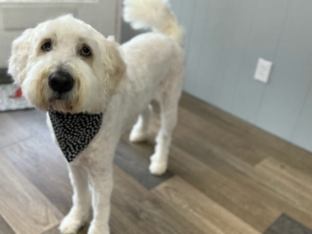 Old Hickory dog groomer